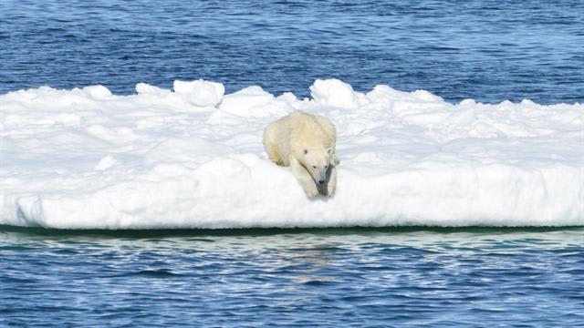 Polar Bears Really Are Starving Because of Global Warming, Study Shows