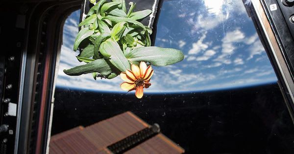 This Is Why Plants Are So Sensitive To Gravity