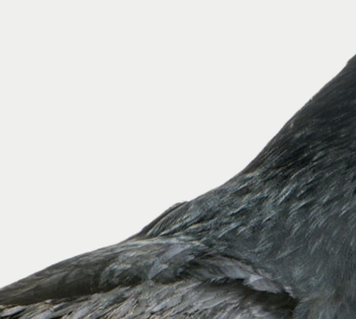 Why Neuroscientists Need to Study the Crow - Issue 40: Learning