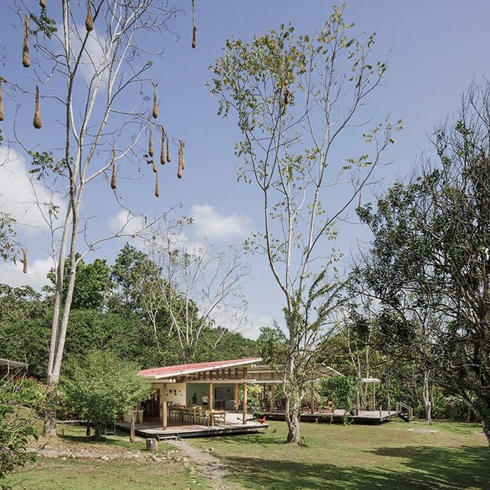 canopy camp darien offers a birdwatching eco-lodge in panama