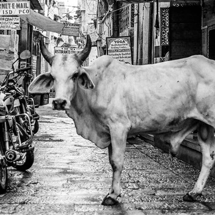 Milk, Motherhood, and the Last Refuge of the Sacred Cow