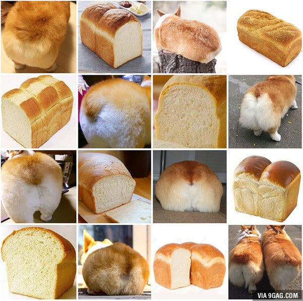 Corgi butt or loaf of bread?