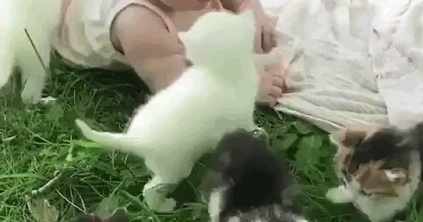 Baby Human meets Baby Cats