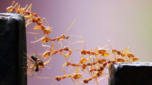 The Simple Algorithm That Ants Use to Build Bridges