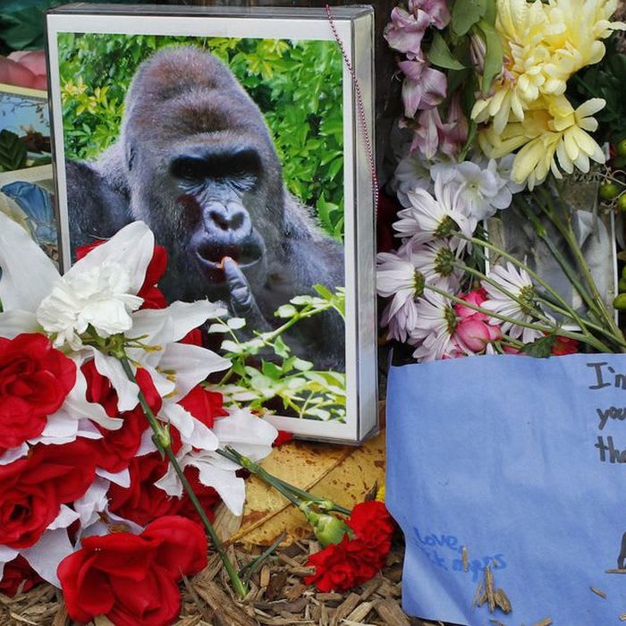 On the anniversary of Harambe's death, the internet grieves with memes