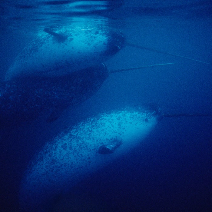 Stressed-Out Narwhals Don't Know Whether To Freeze Or Flee, Scientists Find
