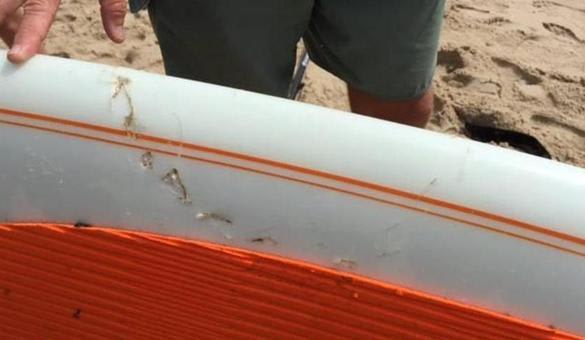 Great white shark bites paddleboard off Wellfleet beach