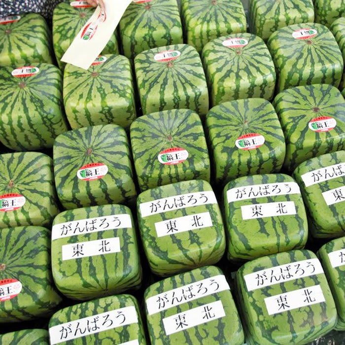 How Square Watermelons Get Their Shape, and Other G.M.O. Misconceptions