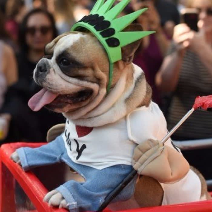 Amazing Costumes From NYC's Famous Halloween Dog Parade