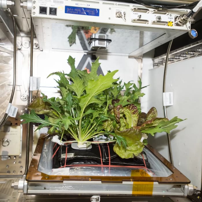 Astronauts Harvest 3 Different Crops and Try New Gardening Tech