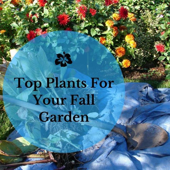 Top Plants For Your Fall Garden