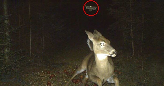 10+ Times Hidden Cams Revealed What Animals Do When Nobody Is Watching, And It Was Hilarious