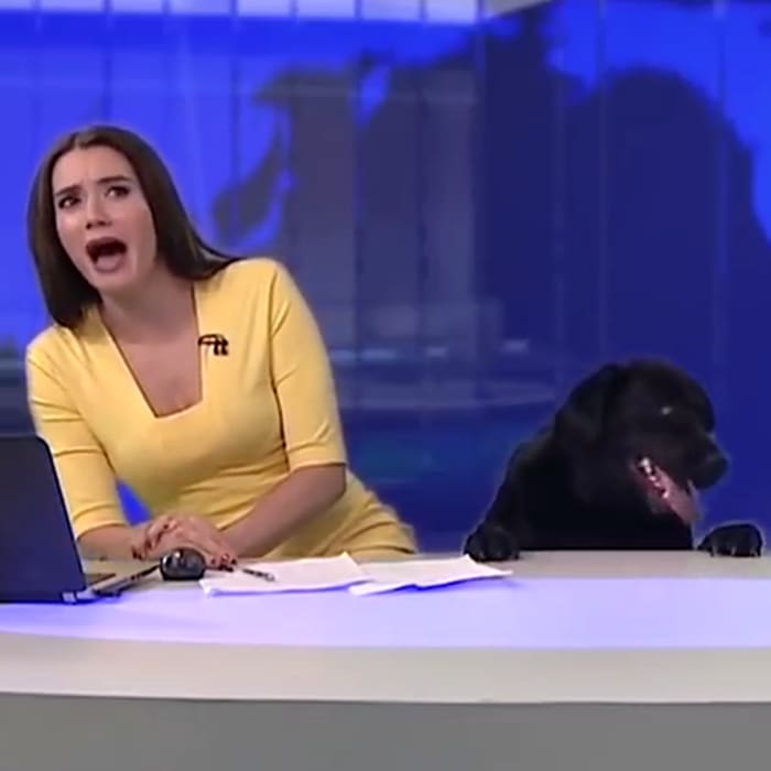 Some of the Best News Bloopers From 2017