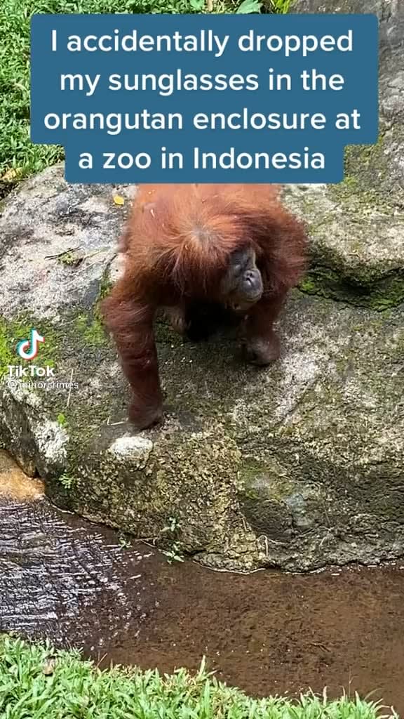 Orangutan puts on sunglasses