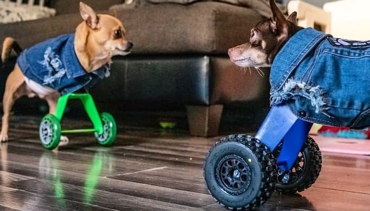 A Pair of Chihuahuas Without Front Legs Receive Prosthetic Carts to Let Them Walk on 'All Fours'