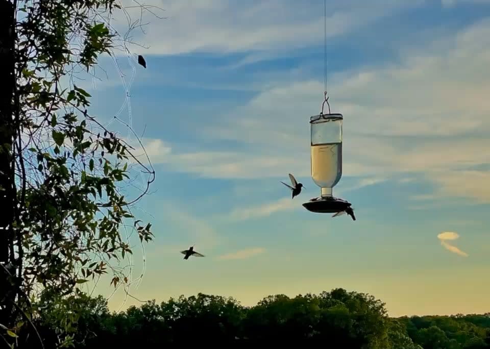 My parent’s hummingbird game is on point. My feeder gets like 3 birds a week.