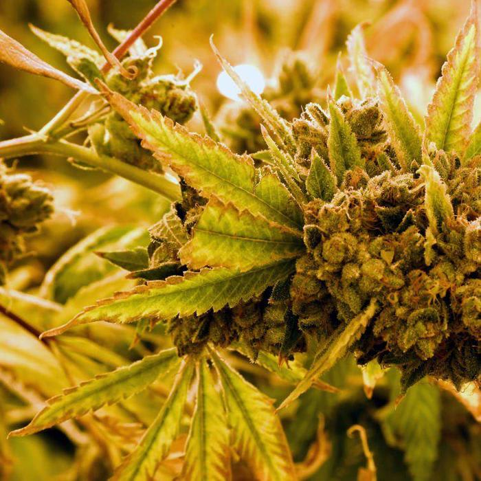 New Zealand just legalized medical marijuana