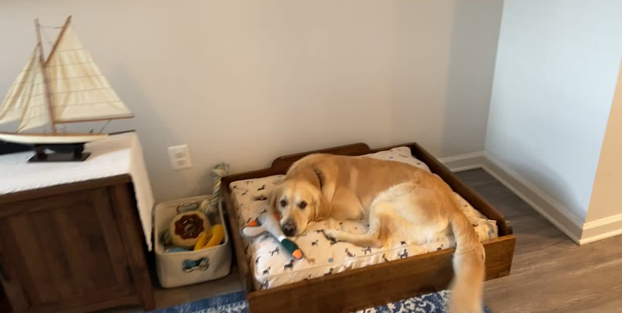 I think he likes the dog bed I made him.