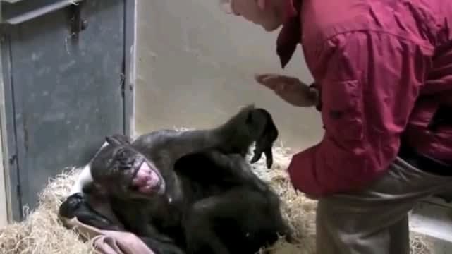 Jan Van Hooff visits chimpanzee "Mama", 59 years old and very sick. The chimp recognizes her old friend.