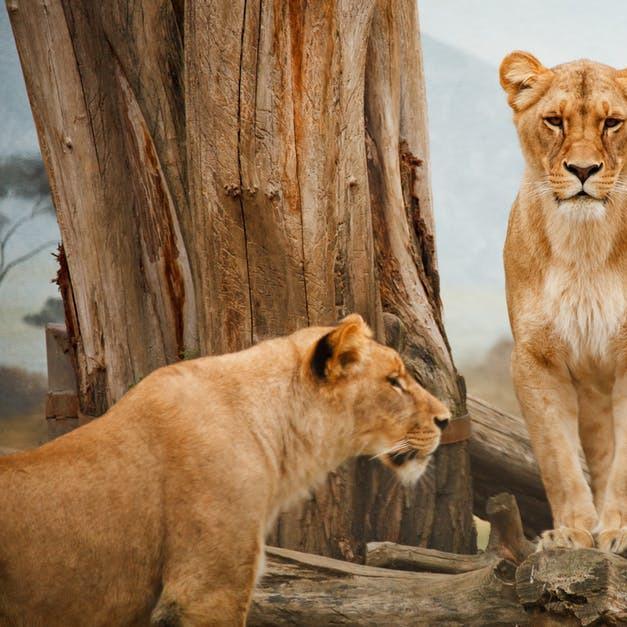 6 Tips for Taking Your Family on a Safari - Wellington World Travels