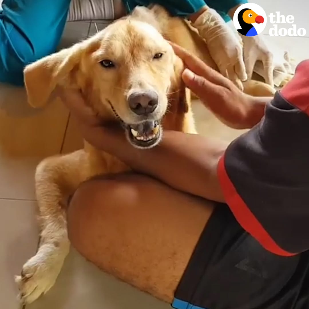 Golden retriever who spent his life in a cage can finally run because of this woman 💓