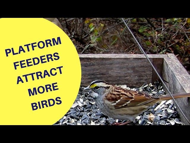 Platform Feeders Attract More Birds