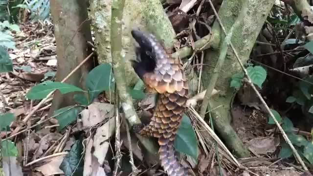 This is how Pangolins climb trees! What a magnificent animal