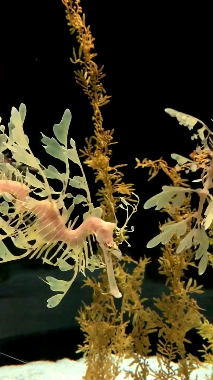 Leafy sea dragons, native to the southern and western coasts of Australia.