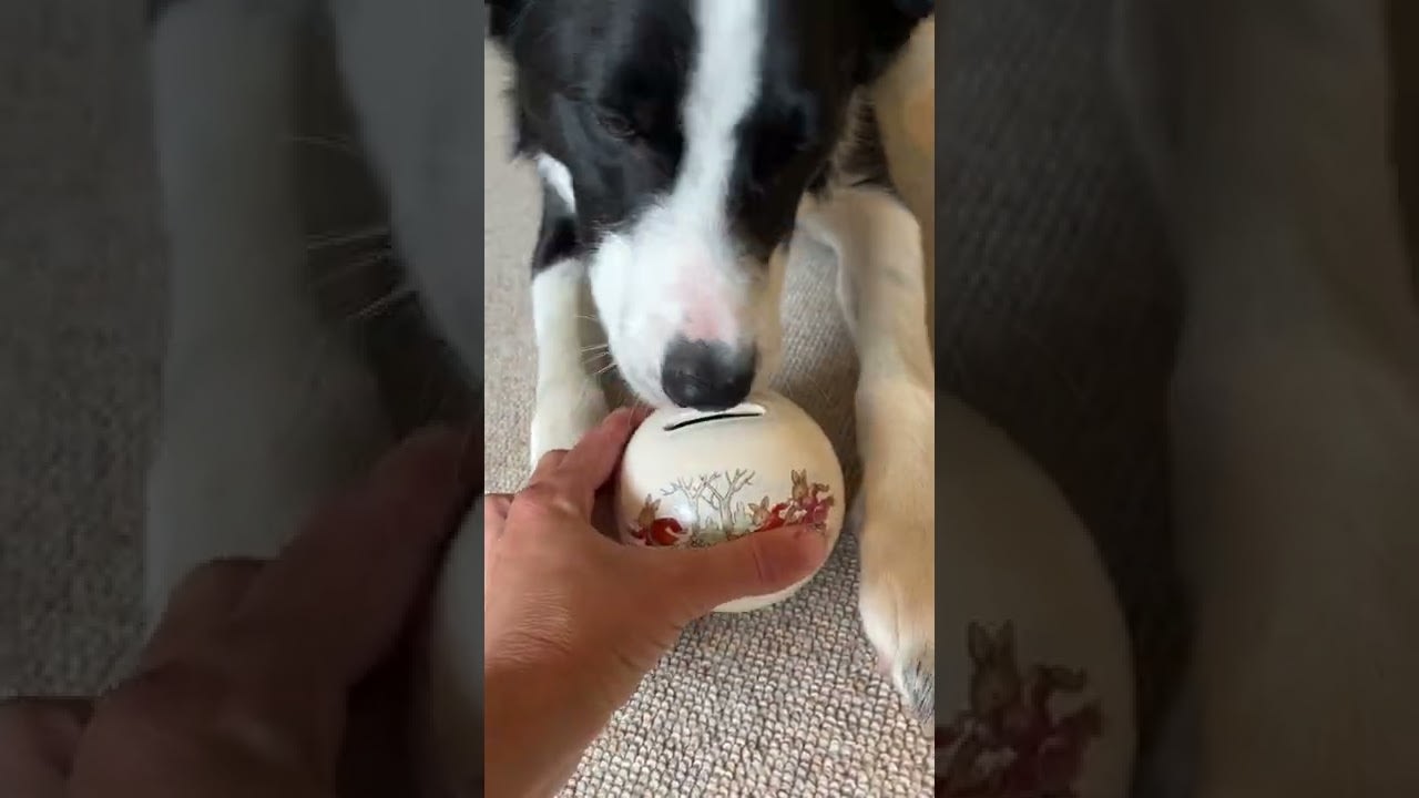 Smart Border Collie Puts Coins in Piggy Bank - 1335631-1