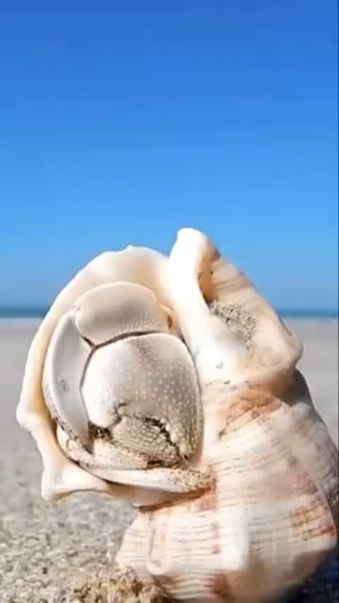 Hermit Crab realising the weekend is over.