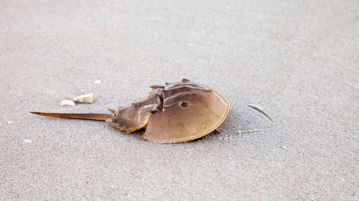 Horseshoe Crabs Could Be Used To Fight Covid-19, But It Might Endanger The Species