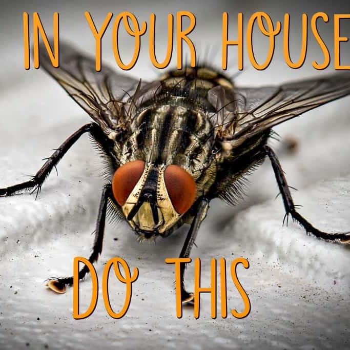 Why are there Flies in my House all of a Sudden?