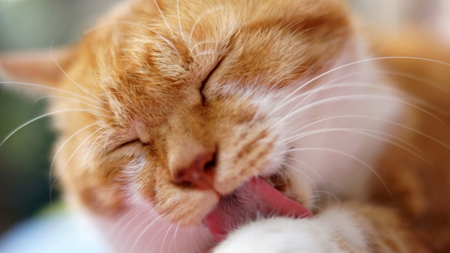 Why Your Cat's Tongue Is Nature's Perfect Hairbrush