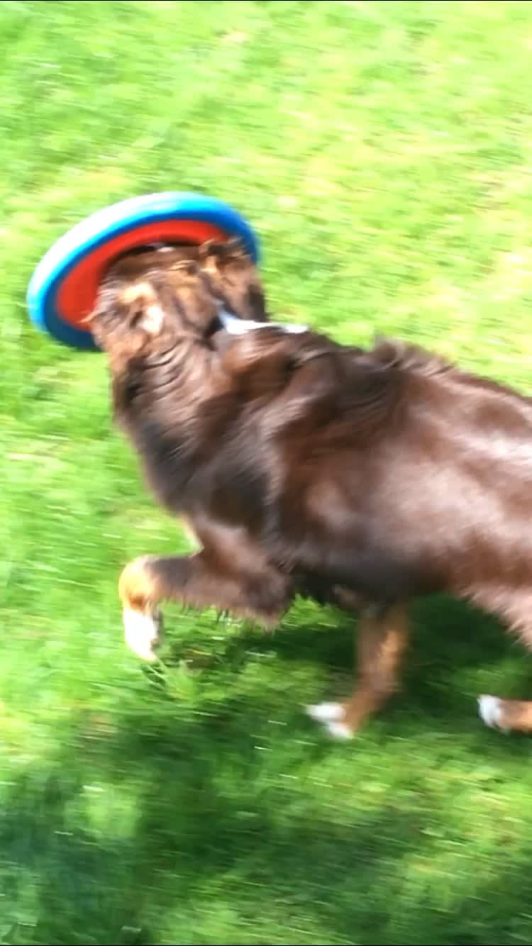 The derpy way that my dog carries her Frisbee :)
