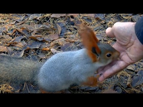 Adorable Squirrels - Very Cute And Clever Squirrel I Ever Seen