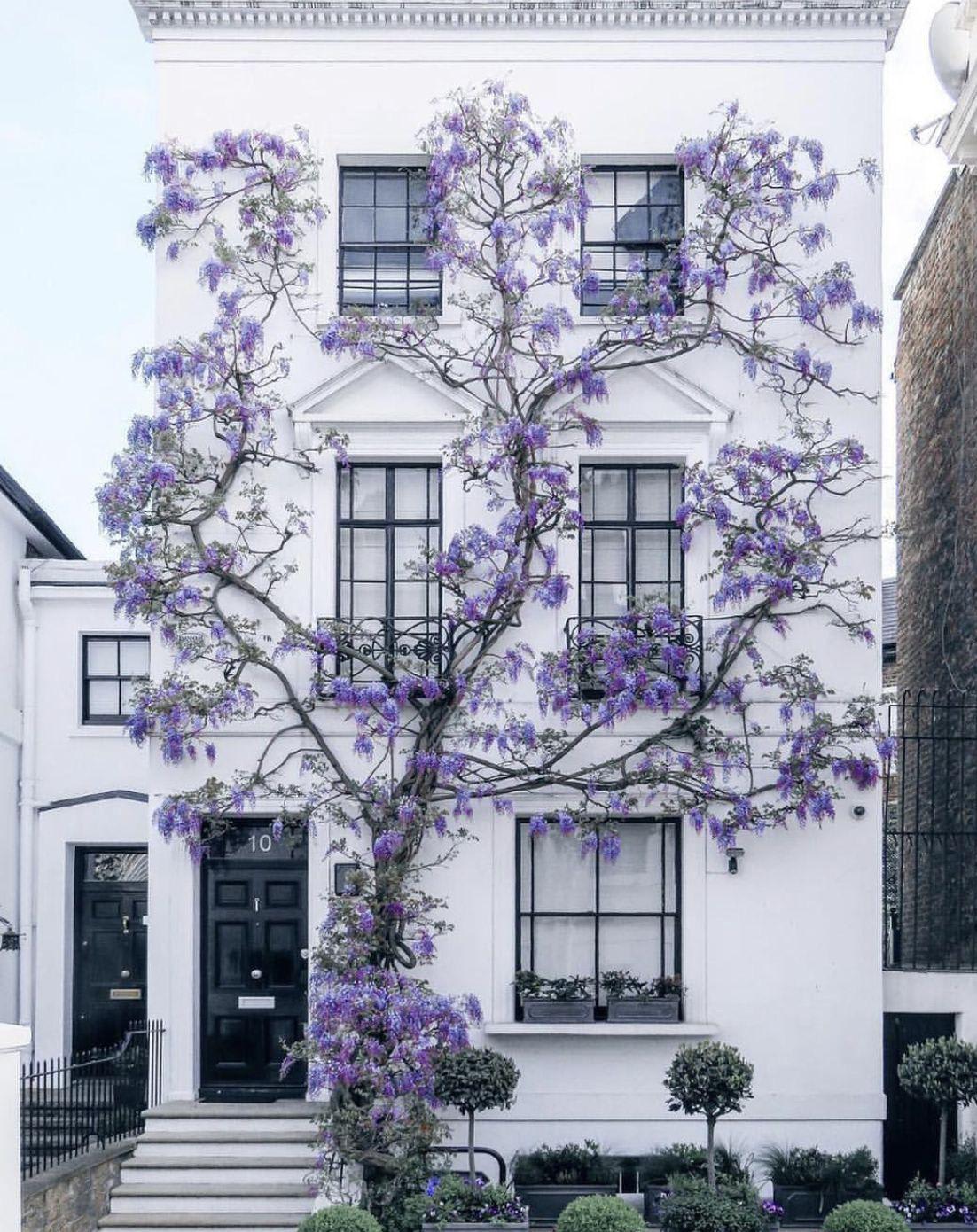 I want to buy a wisteria and have it grow like this photo, will this cause damage to my house?