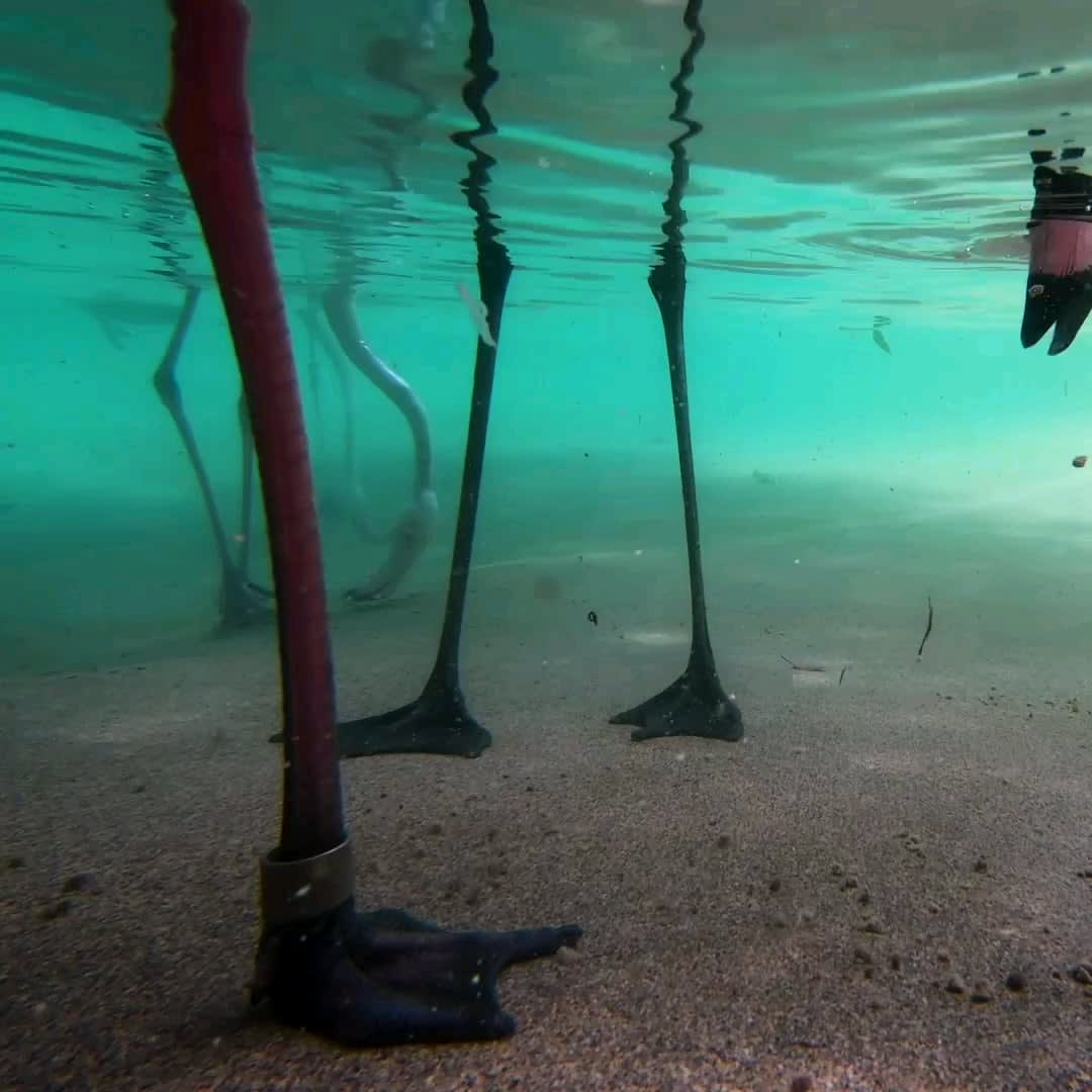 Underwater view of flamingos feeding