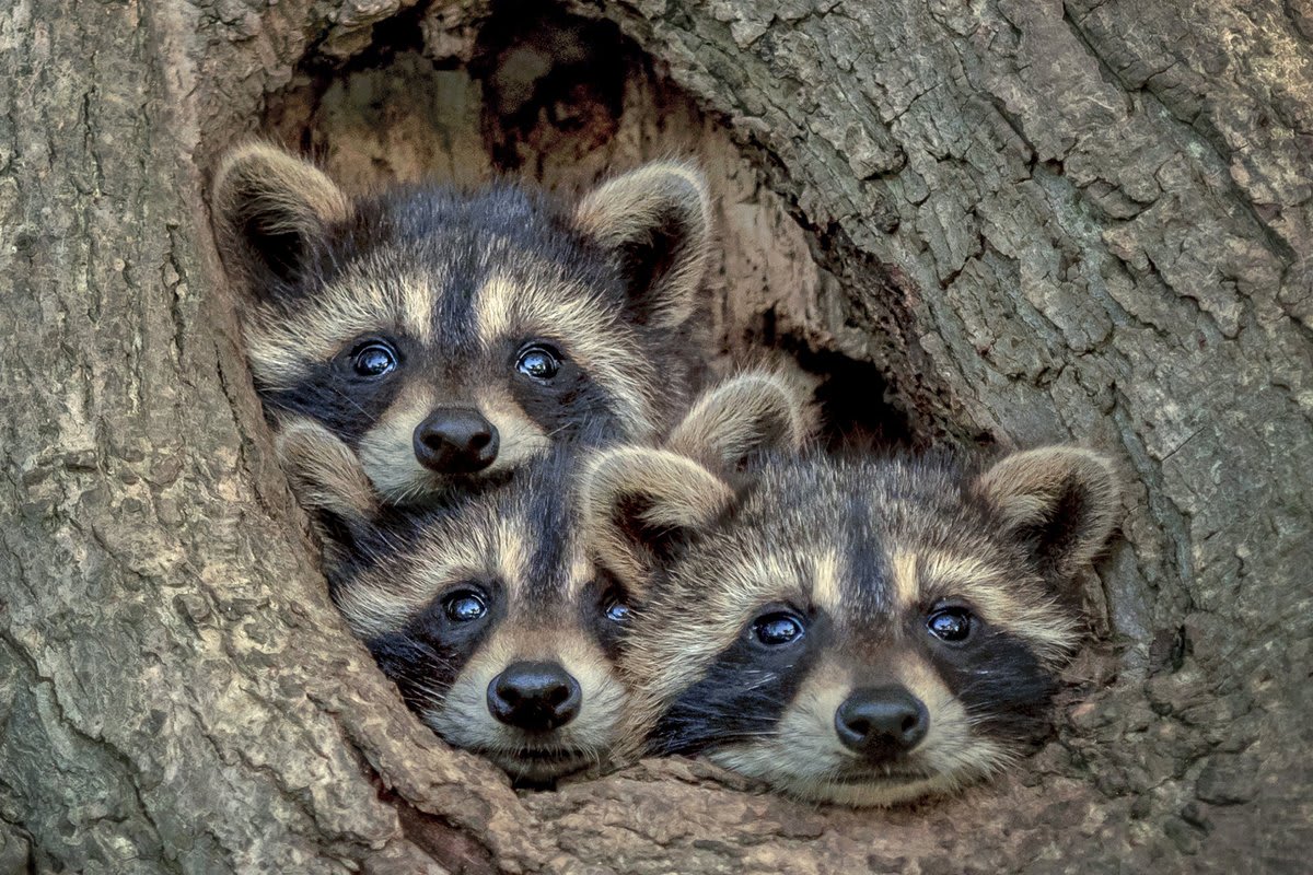 A trio of Raccoons poking their heads out of their den in the South Western region of Ontario. Picture by Kevin Biskaborn / SWNS See more at