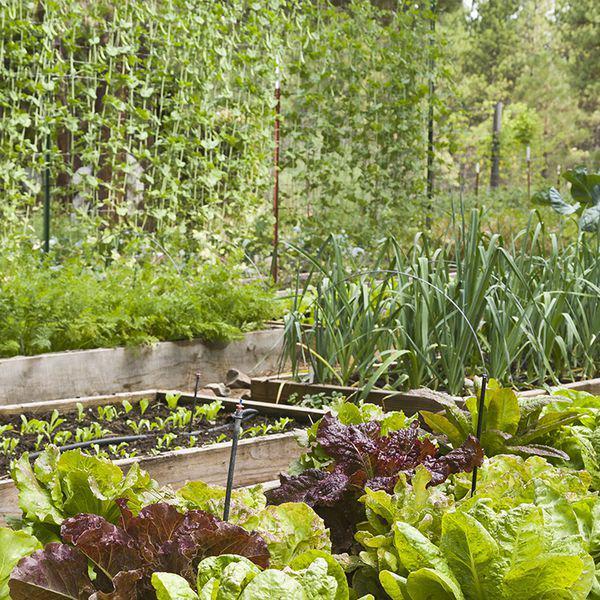16 Free Garden Plans and Plant Lists You Can Use At Home
