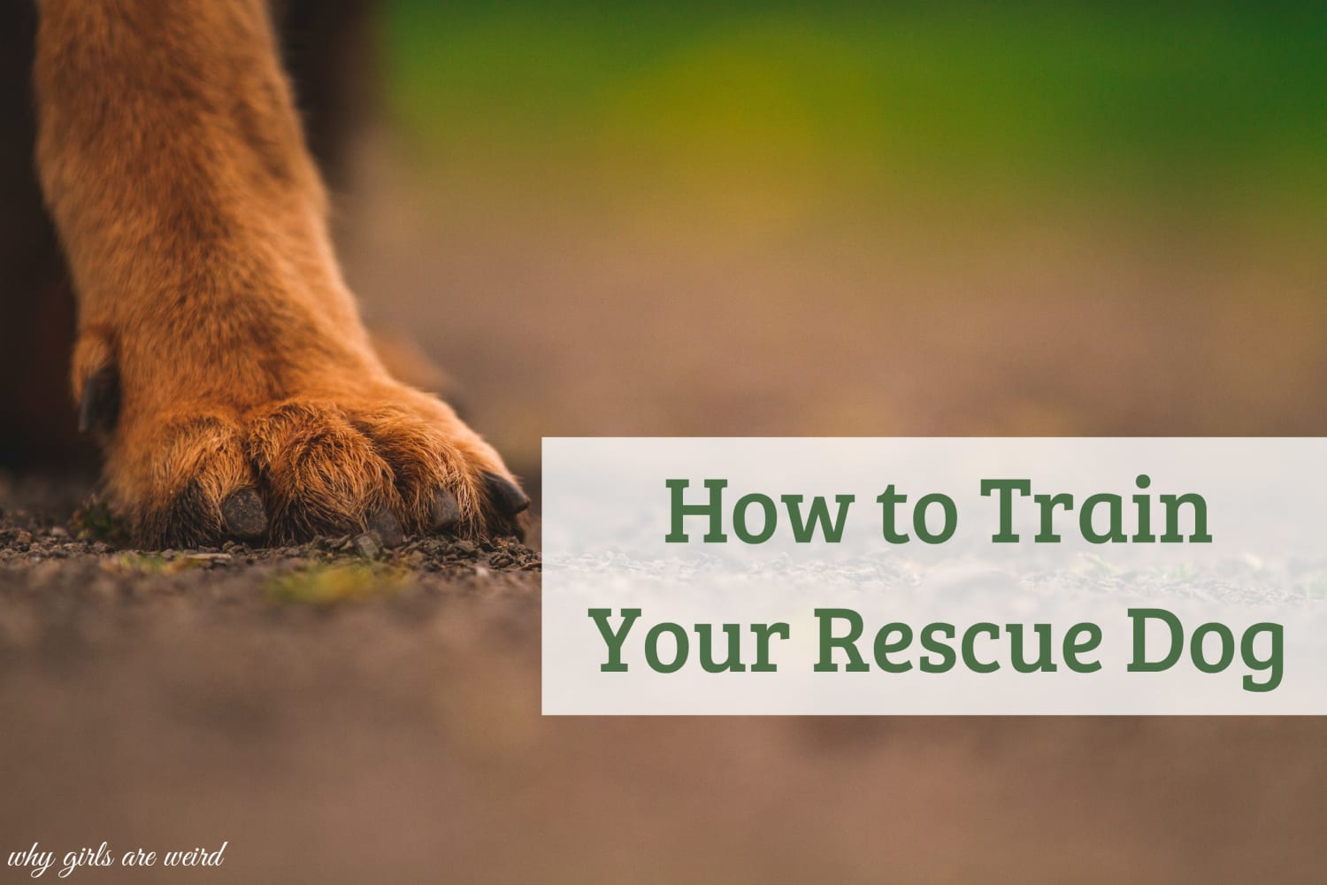 How to Train Your Rescue Dog