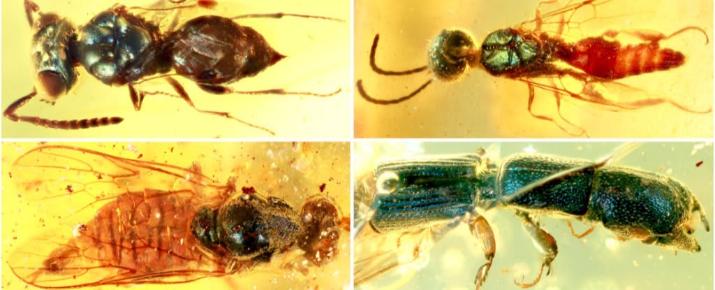 Insects' Dazzling Colours Have Been Preserved in Myanmar Amber For 99 Million Years