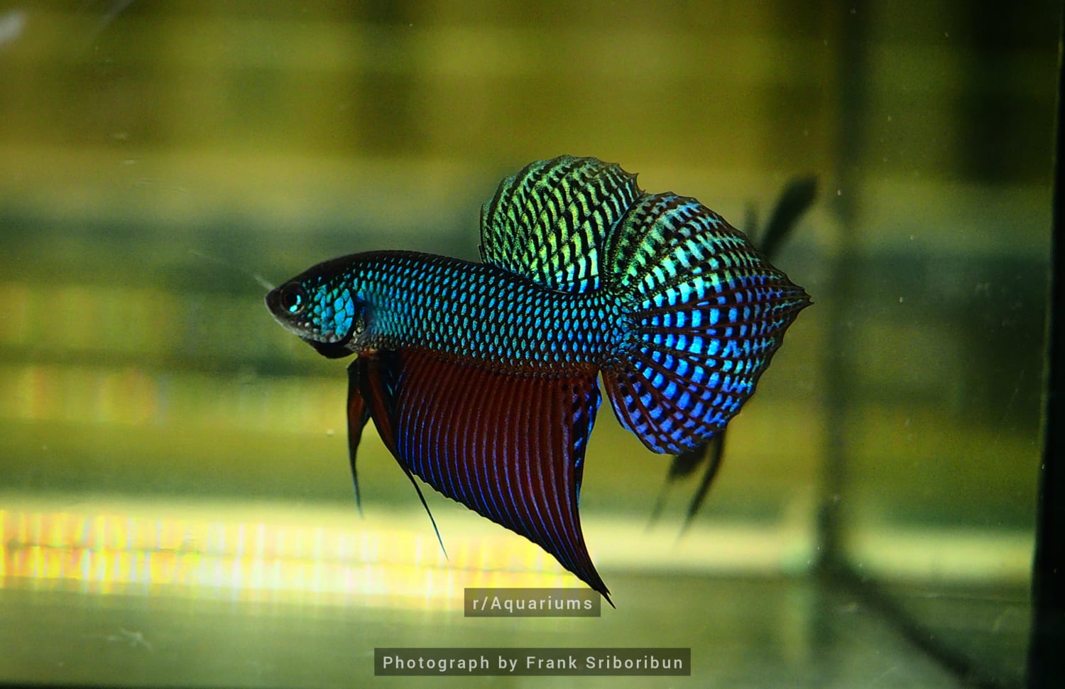 In 2 months as part of a conservation project here i will be traveling to the north eastern part of Thailand where i'll have the chance to explore and study the habitat of these wild betta smaragdina guitar a sub species of the Betta Smaragdina. Their spider web like tail pattern is truly beautiful.