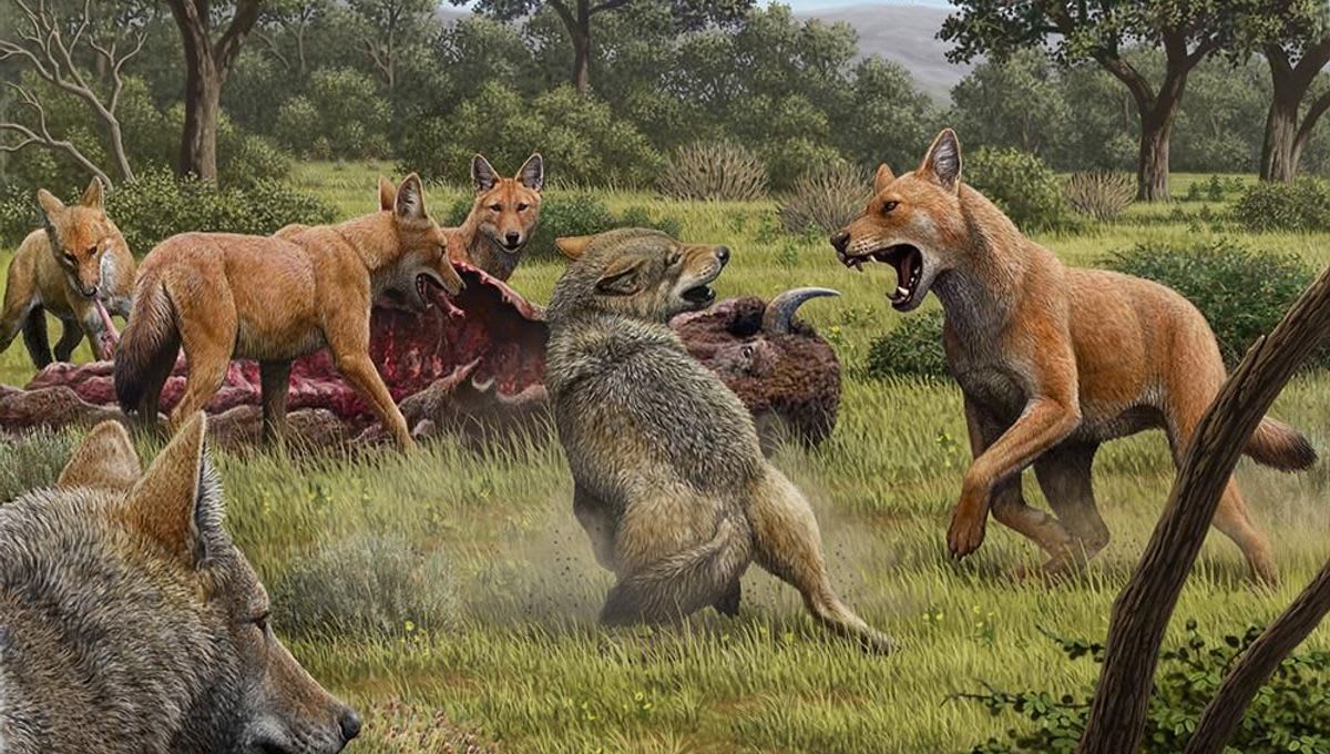 Dire Wolves Were Not Actually Wolves At All, Surprising Study Reveals