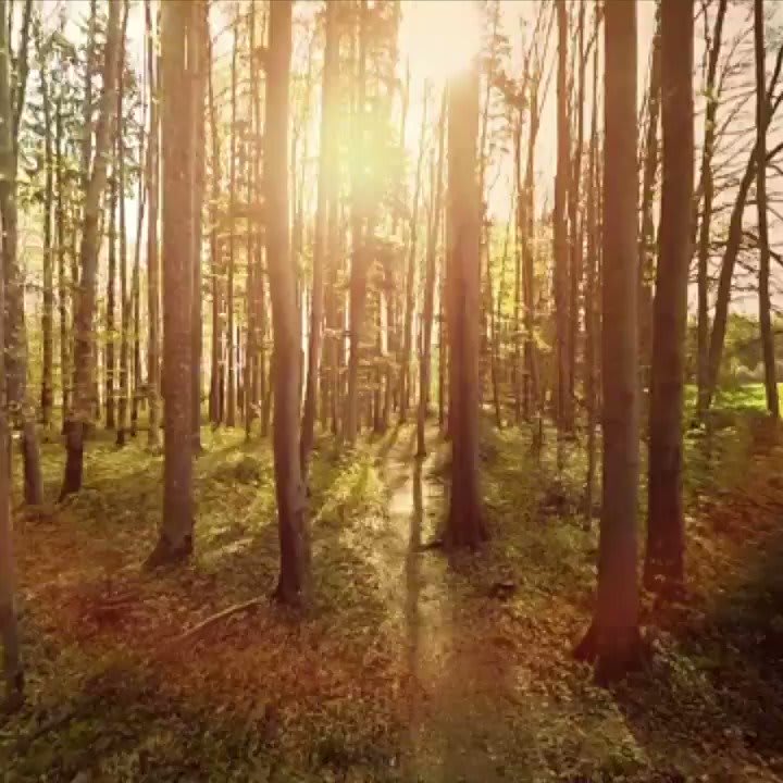 Hidden facts about the secret lives of trees 🌳