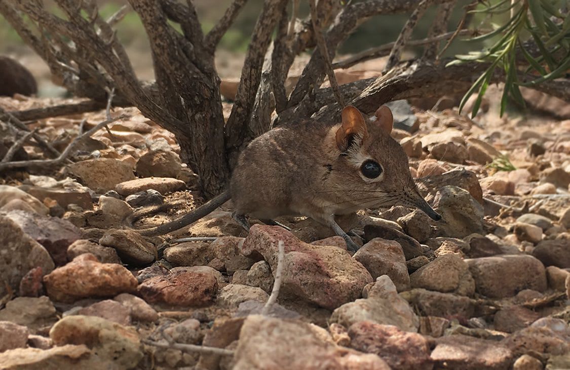 Tiny Elephant Shrew Species Rediscovered After 50 Years