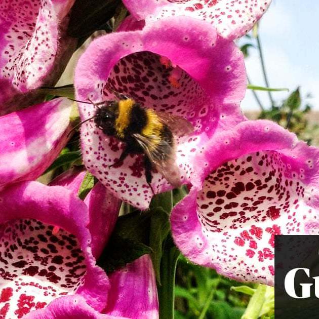 Bumblebees thrive in towns more than countryside