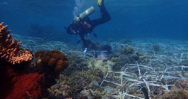 Using Steel 'Spiders,' We Can Revive Large Swathes Of Coral Reefs