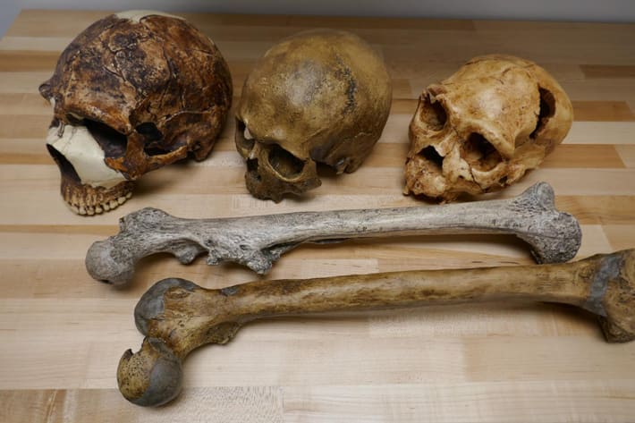 Temperature may have been the main driver of the evolution of human body size over the past million years, according to a new study of the body and brain size of more than 300 hominin fossils.
