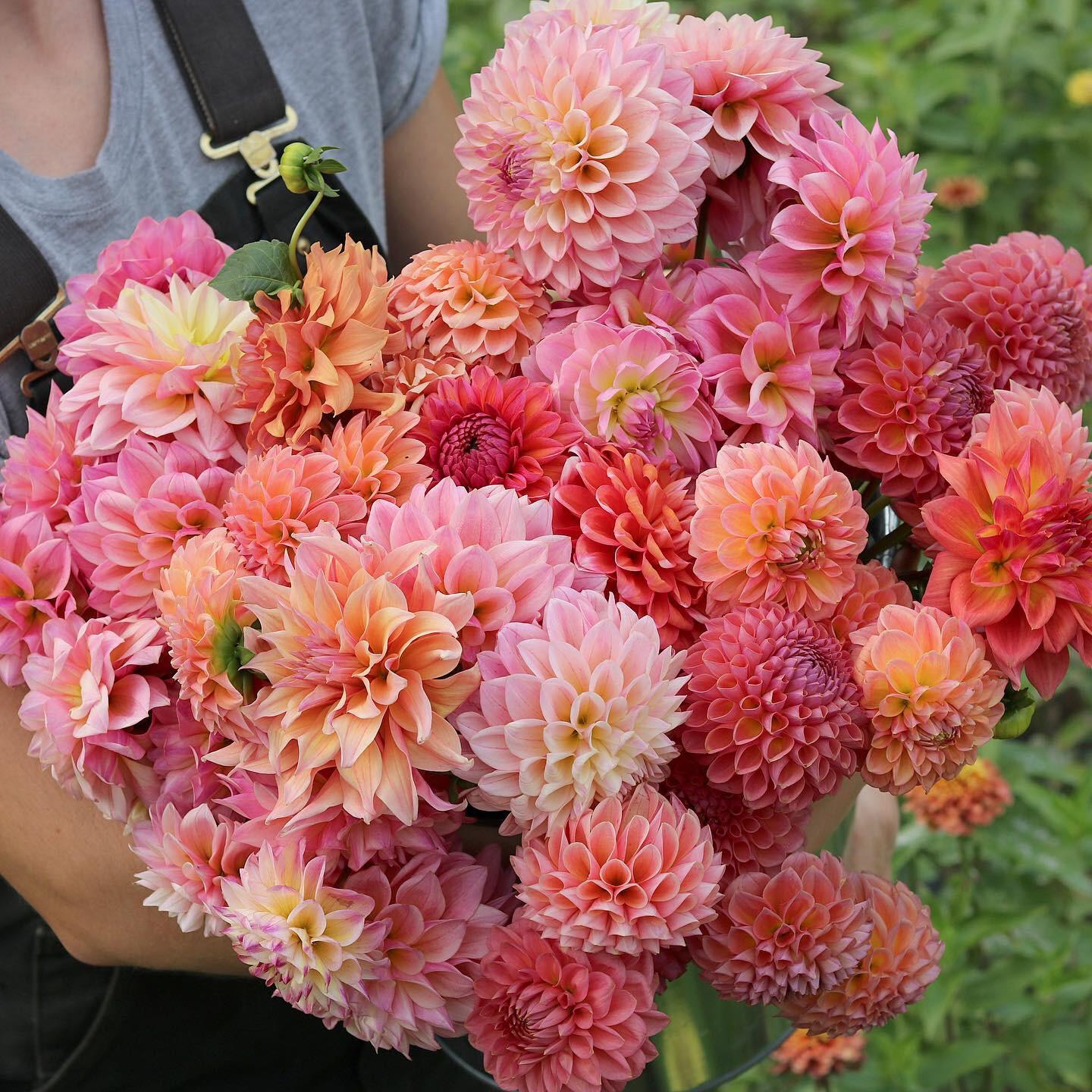 Perfect pink and peach dahlias