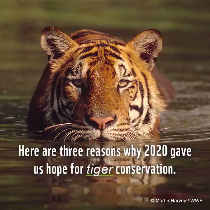 🐅Do you need some #PositiveNews? Watch this video to find out why 2020 gave us hope for tigers 👇📹